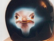 Helm-Strau�